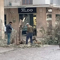 Salerno, tagliano illegalmente albero sul Corso. La rabbia del Sindaco: «Iniziativa molto grave ed inconsulta»