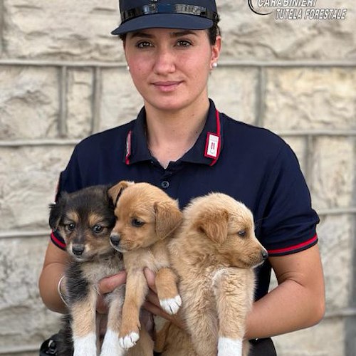 Abbandonati in un cartone sulla strada provinciale, salvati tre cuccioli nell'Avellinese 
