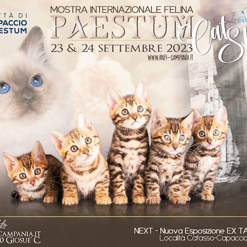 “Paestum Cat Show”, 23 e 24 settembre