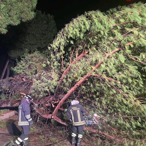 Battipaglia. Albero si abbatte su un'autovettura: nessun ferito