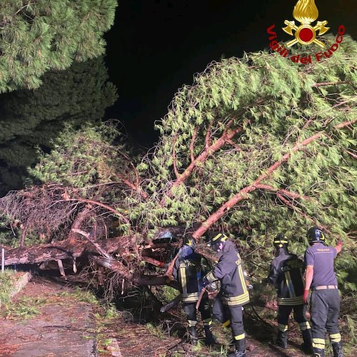 Battipaglia. Albero si abbatte su un'autovettura: nessun ferito