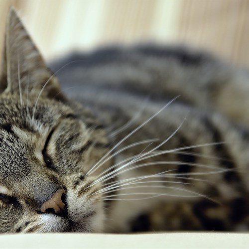 Battipaglia, continua la strage di gatti: caccia al responsabile 