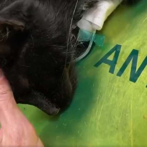 Battipaglia, gattina impiccata nei pressi del cimitero: volontari chiedono aiuto per le cure