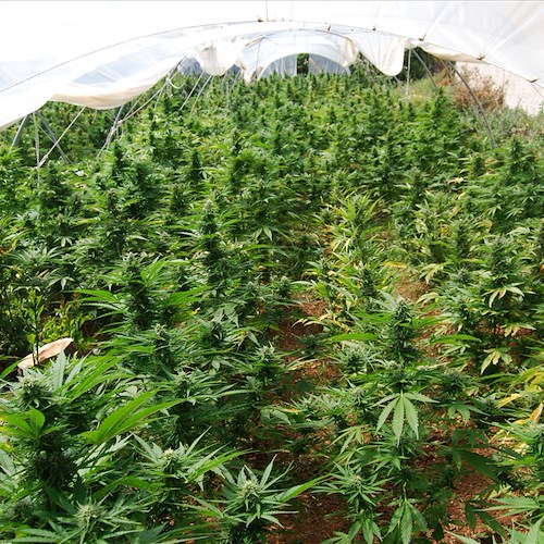 Battipaglia, la Polizia Sequestra piante di Marijuana durante la perquisizione a casa di un pregiudicato