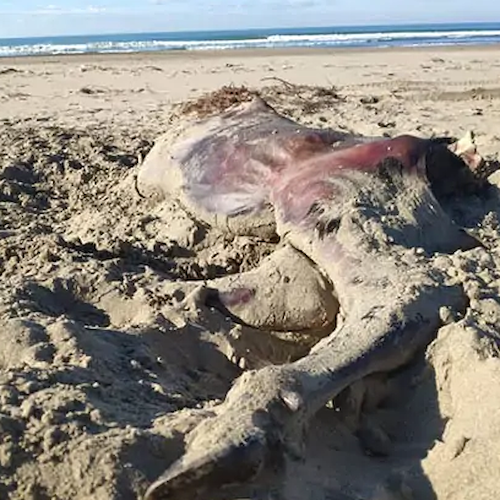 Bufalino morto trovato su spiaggia di Paestum, la denuncia degli animalisti