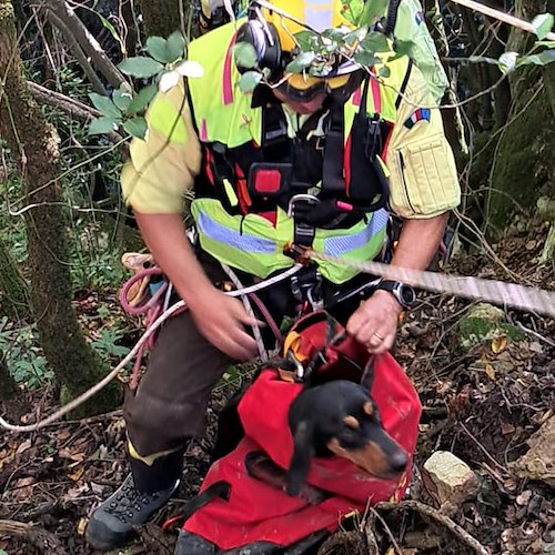 Cade in un burrone durante battuta di caccia a Roscigno, cane salvato dai vigili del fuoco 