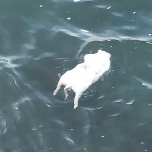 Cane trovato morto in acqua, macabra scoperta a Salerno 