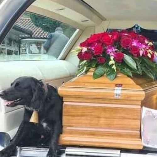 Cane veglia la bara del padrone durante i funerali: commozione a Buonabitacolo