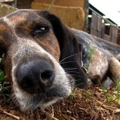 Cani avvelenati in due comuni salernitani, l'allarme dei sindaci 