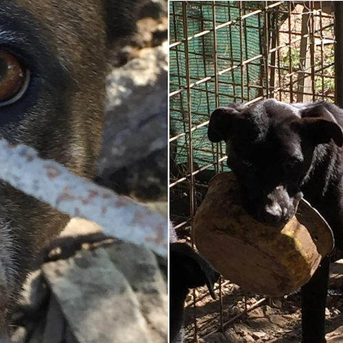 Cani emaciati, denutriti e in gravi condizioni igieniche a Giffoni Valle Piana: donna denunciata 