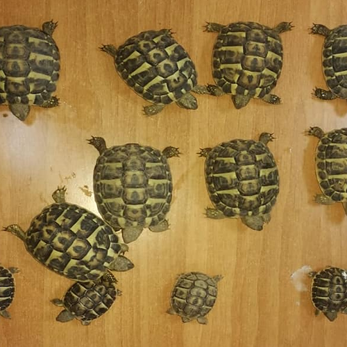 Commercio illegale di tartarughe protette, blitz dei Carabinieri Forestale e Nucleo Cites di Salerno