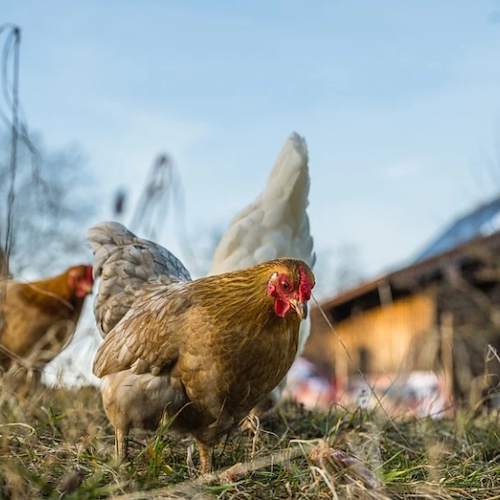 Focolaio di aviaria ad Ostia, instaurata zona di protezione per impedire passaggio all'uomo