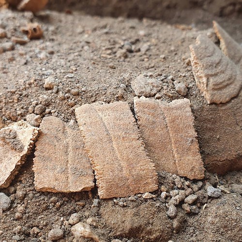 Inusuale ritrovamento a Pompei: spunta testuggine di 2000 anni fa con il suo uovo