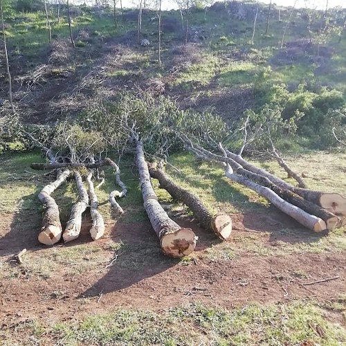 Montesano, taglio abusivo di bosco: nei guai ditta boschiva 