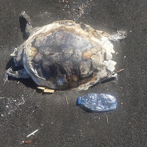 Nella giornata mondiale delle tartarughe marine trovata una "caretta" morta alla foce del fiume Sarno