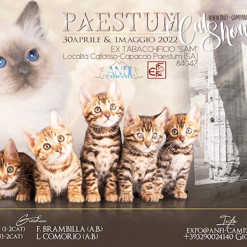 "Paestum Cat Show", dal 30 aprile al 1° maggio la prima esposizione internazionale felina 