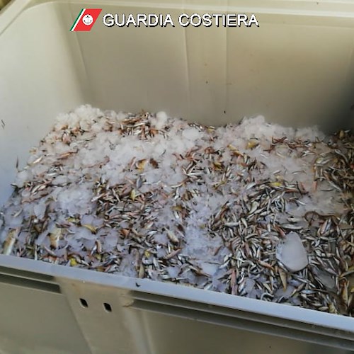 Pesca illegale, Guardia Costiera di Salerno sequestra 200 chili di novellame 