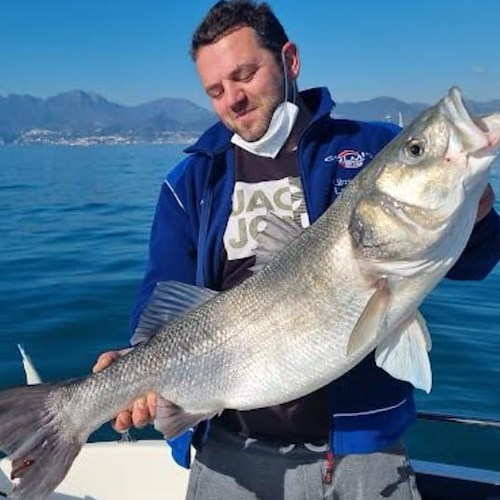 Pesca record nel Golfo di Salerno: preso branzino di oltre 8 kg