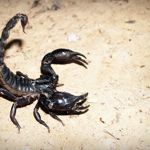 Piaga scorpioni in Egitto. Invadono la regione di Assuan, più di 500 persone colpite
