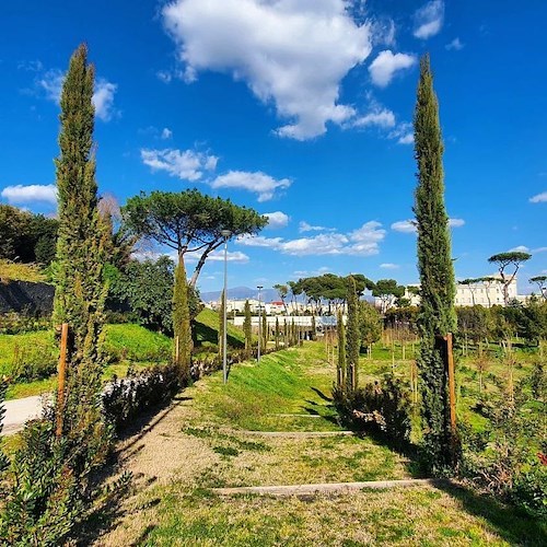 Pompei, parte programma di rimboschimento delle aree verdi: oltre 4000 nuovi alberi 