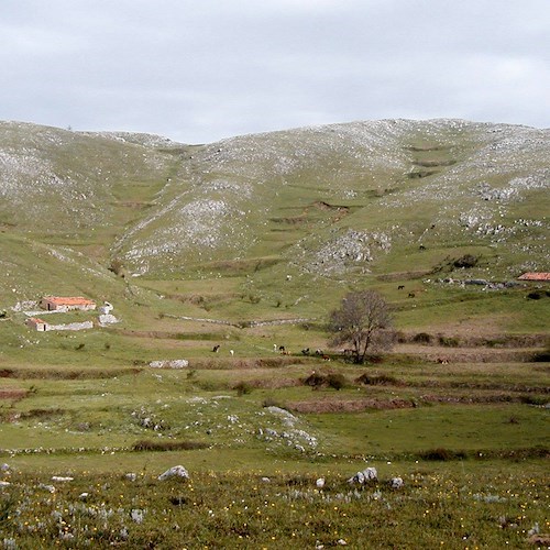 Revocato dal Tar l'allungamento della stagione venatoria per la caccia al cinghiale 
