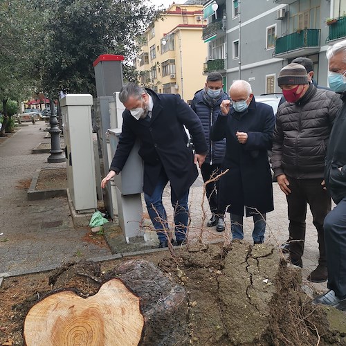 Salerno, albero si abbatte a Torrione. Sindaco: «Non è colpa del personale del Settore Verde Pubblico»