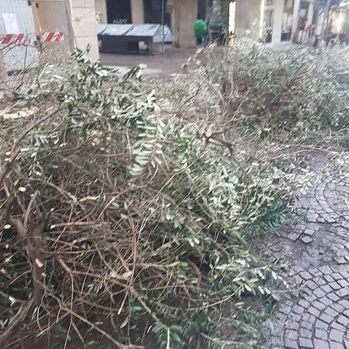 Salerno, tagliano illegalmente albero sul Corso. La rabbia del Sindaco: «Iniziativa molto grave ed inconsulta»
