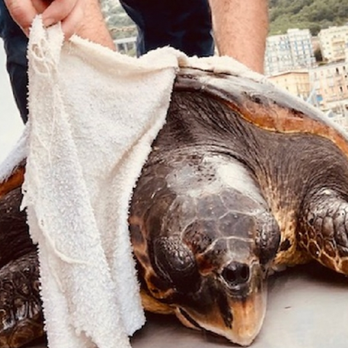 Salerno: tartaruga "Caretta-Caretta" salvata dalla Capitaneria di porto