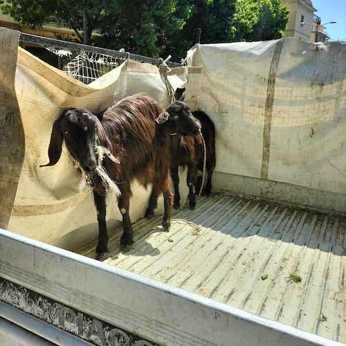 Salerno, un asinello e due capre in giro per la città: affidati a nuovo allevatore perché privi di microchip