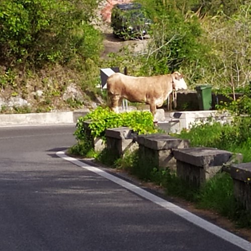Scambiata per un Toro, mucca blocca la Statale Amalfitana /Foto