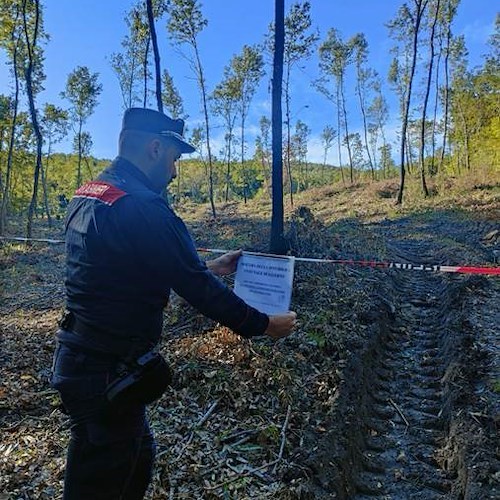 Taglio irregolare degli alberi, Carabinieri Forestali sequestrano 23 ettari di bosco ad Altavilla Silentina