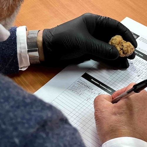 Tartufo Campano: approfondimenti e valorizzazione della filiera /foto /video