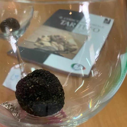 Tartufo Campano: approfondimenti e valorizzazione della filiera /foto /video