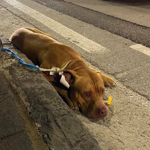 Vergogna a Pontecagnano: cane abbandonato e legato ad un palo della luce 