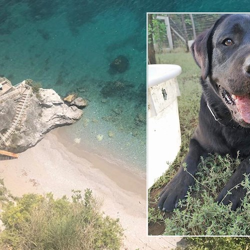 Vietri sul Mare: cane rischia di cadere da burrone, salvato da un uomo che passava di lì