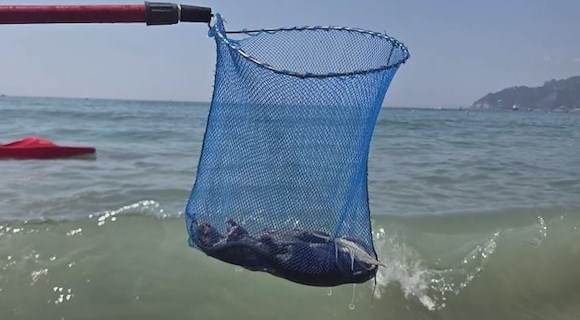 Topi in mare, Tommasetti: “Così i bagnanti scappano da Salerno”